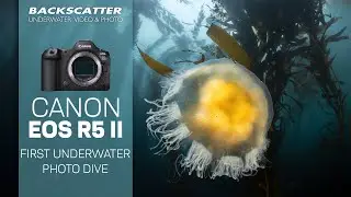 Canon EOS R5 II Underwater Photography First Look