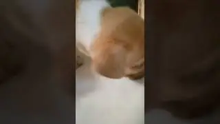 bola de nieve y diamantito.