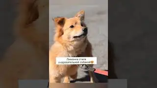 История спасения собак из Александровского, часть 1