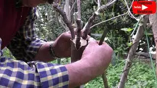 Innesto varietà di fico
