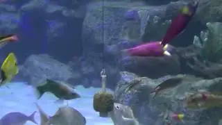 Fish Aquariums that include colorful fish, coral reefs, and plants February 2014
