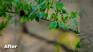 Nature Color Grade In Davinci Resolve😍😍