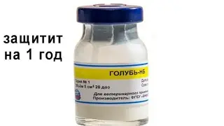 Кабутарларга уколли голуб нб ваксина килиш хакида малумот