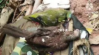 tua nquab hau phoov nyob looj ceeb 2024