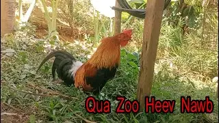 01/11/2024 Qaib F2 Qua Zoo Xaus Zoo Daj Zoo Zam