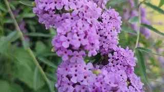 SommerFlieder • Lilac #summer