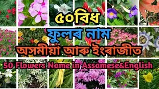৫০বিধ ফুলৰ নাম অসমীয়া আৰু ইংৰাজীত||50 Flowers name in Assamese&English||Assamese kids learning hub