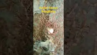 KOLONI SEMUT
