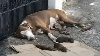 The master left her on the street when he found out she was pregnant!