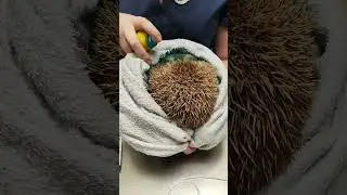 Крики раненного дикого ежа