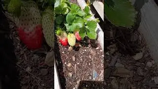 Strawberry update (unedited)