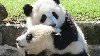 【再放送🐼】生後10か月の頃の桜浜🌸桃浜🍑 陽浜が暴れたシーンも（笑）【アドベンチャーワールド】