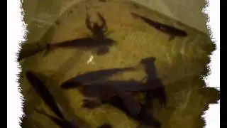 Зимняя рыбалка на реке Самарка 12 февраля 2013