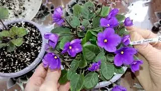 Ампельные фиалки трейлеры. Один из способов формирования куста.