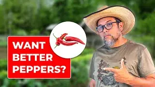 5 Easy Tips for Growing Better Peppers!- Growing Healthy Food