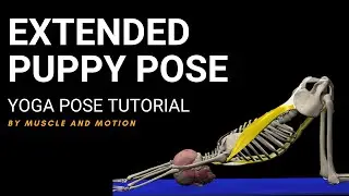 Extended Puppy Pose - Yoga Pose Tutorial by Muscle and Motion
