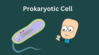 Mastering the Micro World: Prokaryotic Cell Structure & Function (NEET Biology)