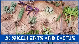 20 Rare Succulents and Cactus Unboxing