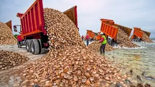 Florida Dumped MILLIONS Of Dead Oysters As TRASH... What Formed There Is Unbelievable