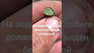 Прививка винограда черным в зеленое.