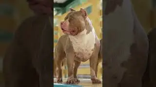 American Bully XL 💪🏽💯