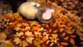 Прикольный котенок в банке