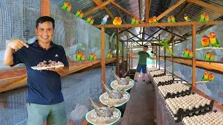 Raising hundreds of exotic birds -Newly hatched African Lovebird│What is it like to live on a farm