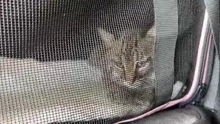 Bobcat rehab rescue with Jamie and Victor at Big Cat Rescue 05 24 2022