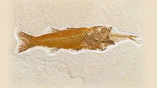 Fossils are formed Instantaneously, not over Millions of Years, with Dr Richard Kent