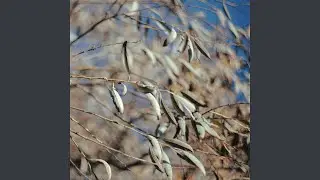 Wind In The Willow