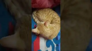 mummy ka dulara #cutecat #love #goldy #funnyvideo #youtubeshorts