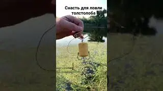 Как поймать толстолоба #shorts