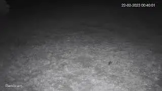 Eating Bandicoot - 4 mins