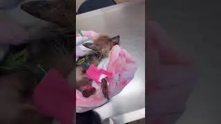Nylon Keies wrote a Song for her dog Diamond who passed away last year! (So sad😢)