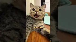cats feeling good good 🐱✨😎 #cat #kitten #funnycat