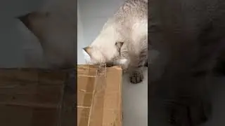 Домик Лелика часть 3