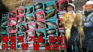 통영 팁런! 11월 대박 찬스 남았습니다[고성뉴그린호]