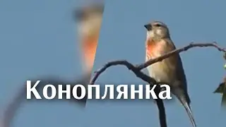 коноплянка реполов