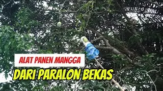 Membuat alat panen mangga dari paralon bekas #mangga #cara