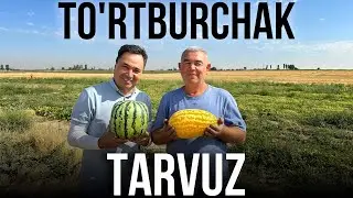 Тўртбурчак Тарвуз Ўзбекистонда