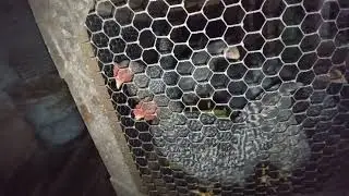 Три петушка в новом выводке