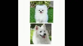Top 10 cute Baby dog 🐶 and Adult dog attitude WhatsApp status🔥 #Short video