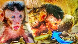 Unbelievable, Just Born But Let New Born Baby Mon-key Learn To walk So Shaking, CheckingUp Seriously