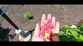 652.Ролик оборвался не по моей вине  простите🫣  но посмотреть можно 👌
