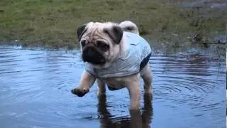 Ambient Studios Interview Pt II: Frank, the Pug