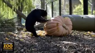 Sun Bear VS a Pumpkin
