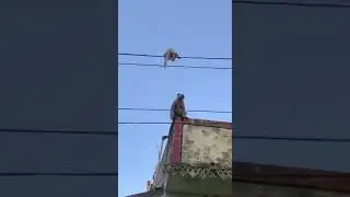 Mother monkey catched baby monkey struck in current wire india