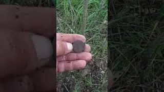 Снимаю быстро 😂 #metaldetecting #поисксметаллоискателем #коп #coin #металлоискатель