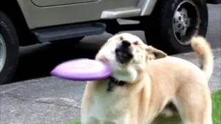 RIP In Peace Frisbee Doge
