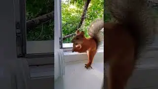 Шустрила пришел в дом#2024#squirrel#animals#белка